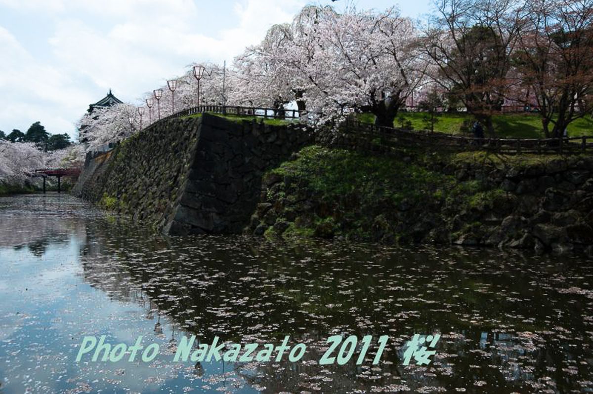 弘前城の桜